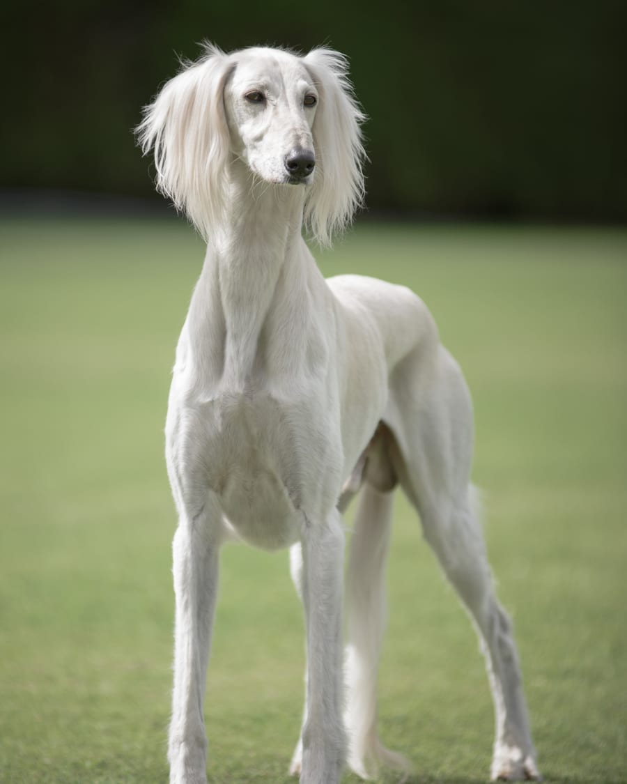 Saluki blanc, debout dans un jardin, regard vers l'objectif