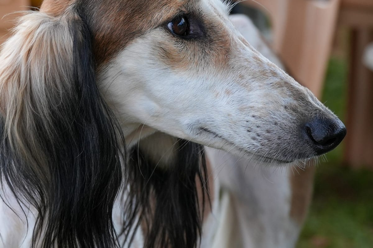 Portrait rapproché d'un Saluki, regard et museau